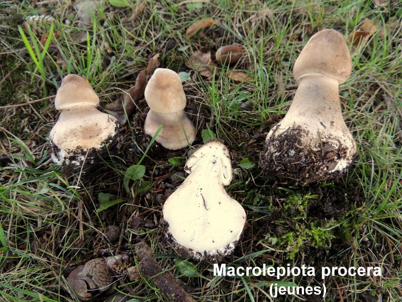 Macrolepiota procera-amf715-1.jpg - Macrolepiota procera ; Syn: Lepiota procera ; Non français: Coulemelle
